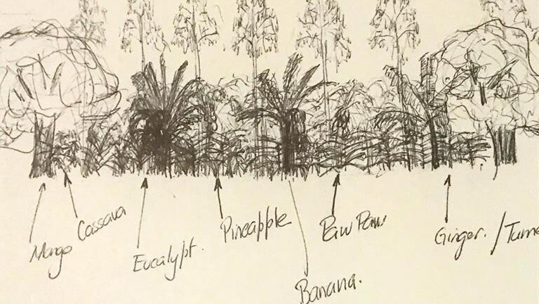 A pencil drawing of different crops and trees with arrows pointing to the varieties and the scale of the planting.