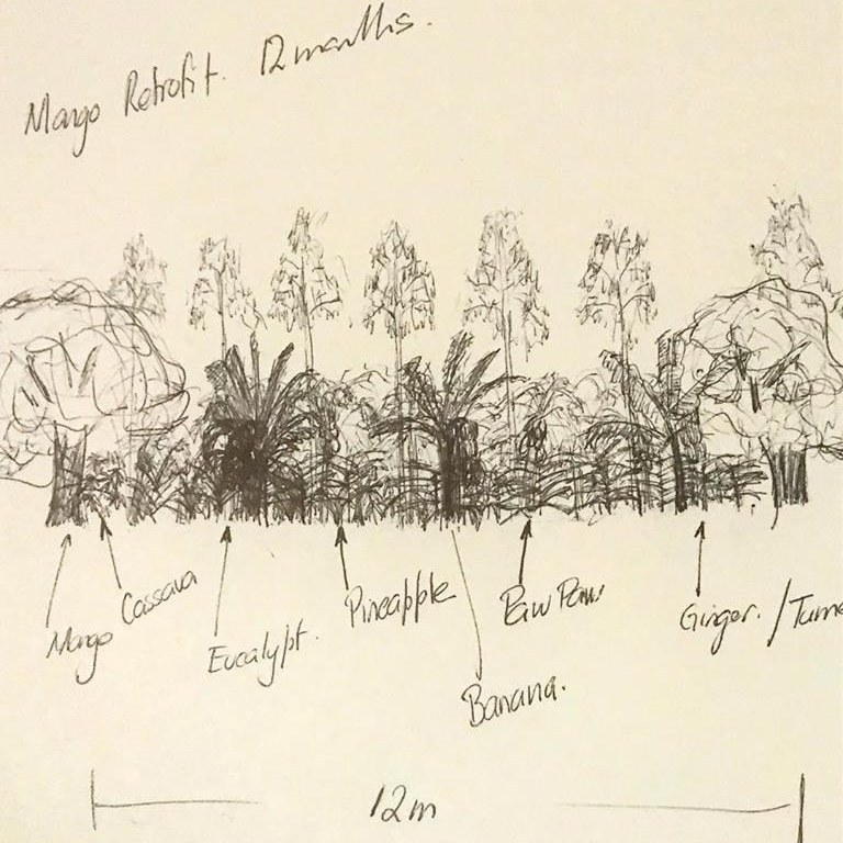 A pencil drawing of different crops and trees with arrows pointing to the varieties and the scale of the planting.