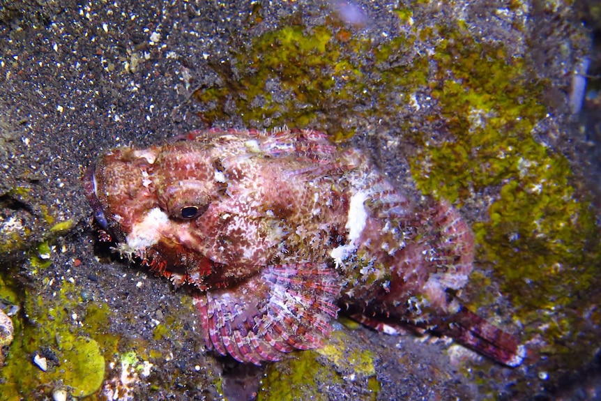 A Scorpaenopsis seen camouflaged against rocks.