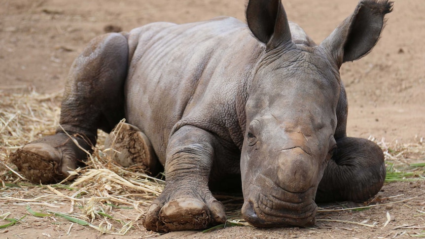 Rhinoceros calf lying down