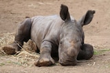 Rhinoceros calf lying down