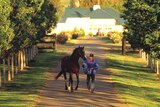 Horse stud in the Hunter Valley