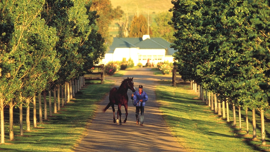 Horse studs in the Upper Hunter worried about the impact of ever encroaching coal mines.