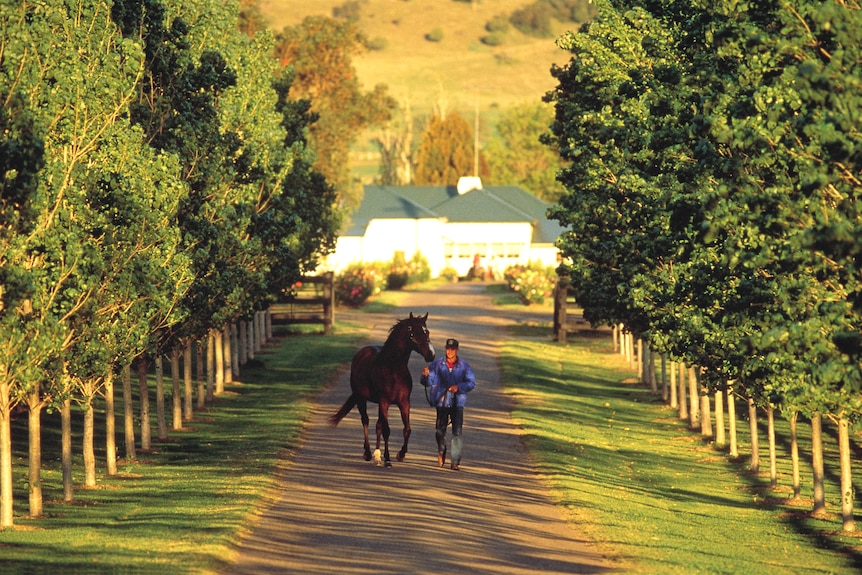 Horse stud in the Hunter Valley