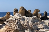 Sea lion pups on a rock looking at camera