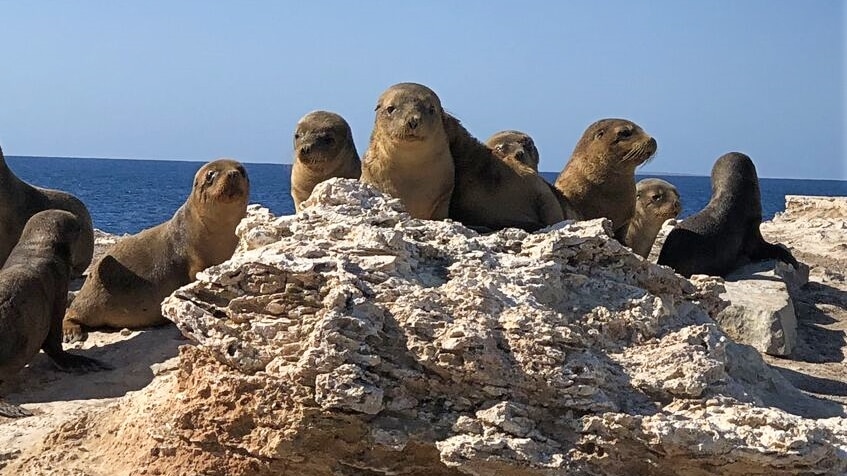 Sea lion pups on a rock looking at camera