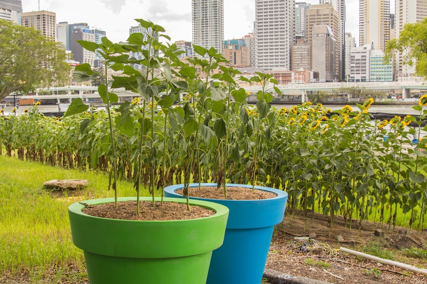 Sunflowers in pots.