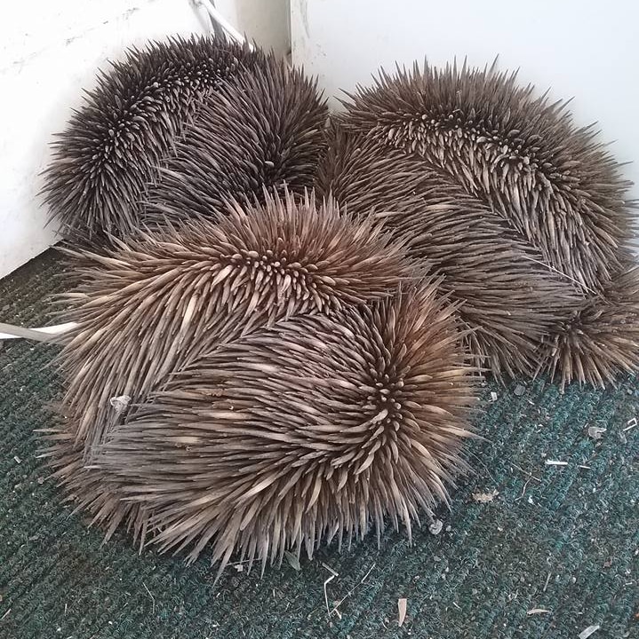 A group of echidnas clumping together