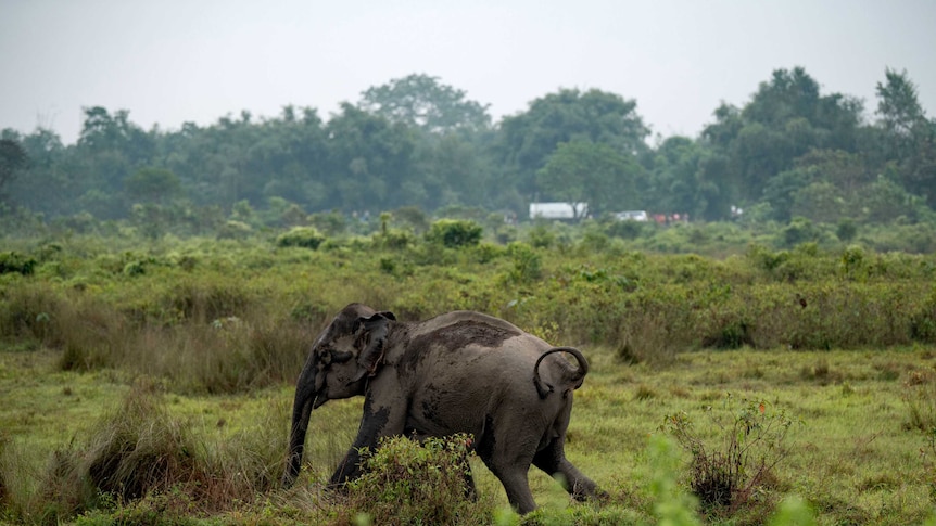 An elephant retreats after charging at farmers. The mother had been separated from her calf.