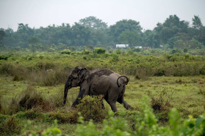 An elephant retreats after charging at farmers. The mother had been separated from her calf.