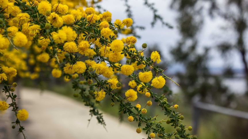 A wattle blooms in Kings Park.