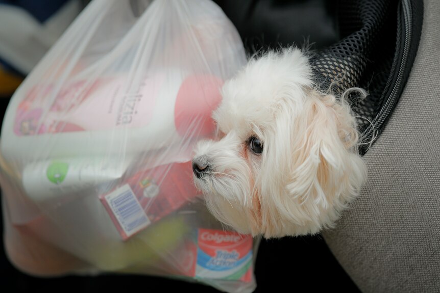 A white fluffy dog peaks its head out from a person's coat next to a plastic bag of domestic goods the person is holding