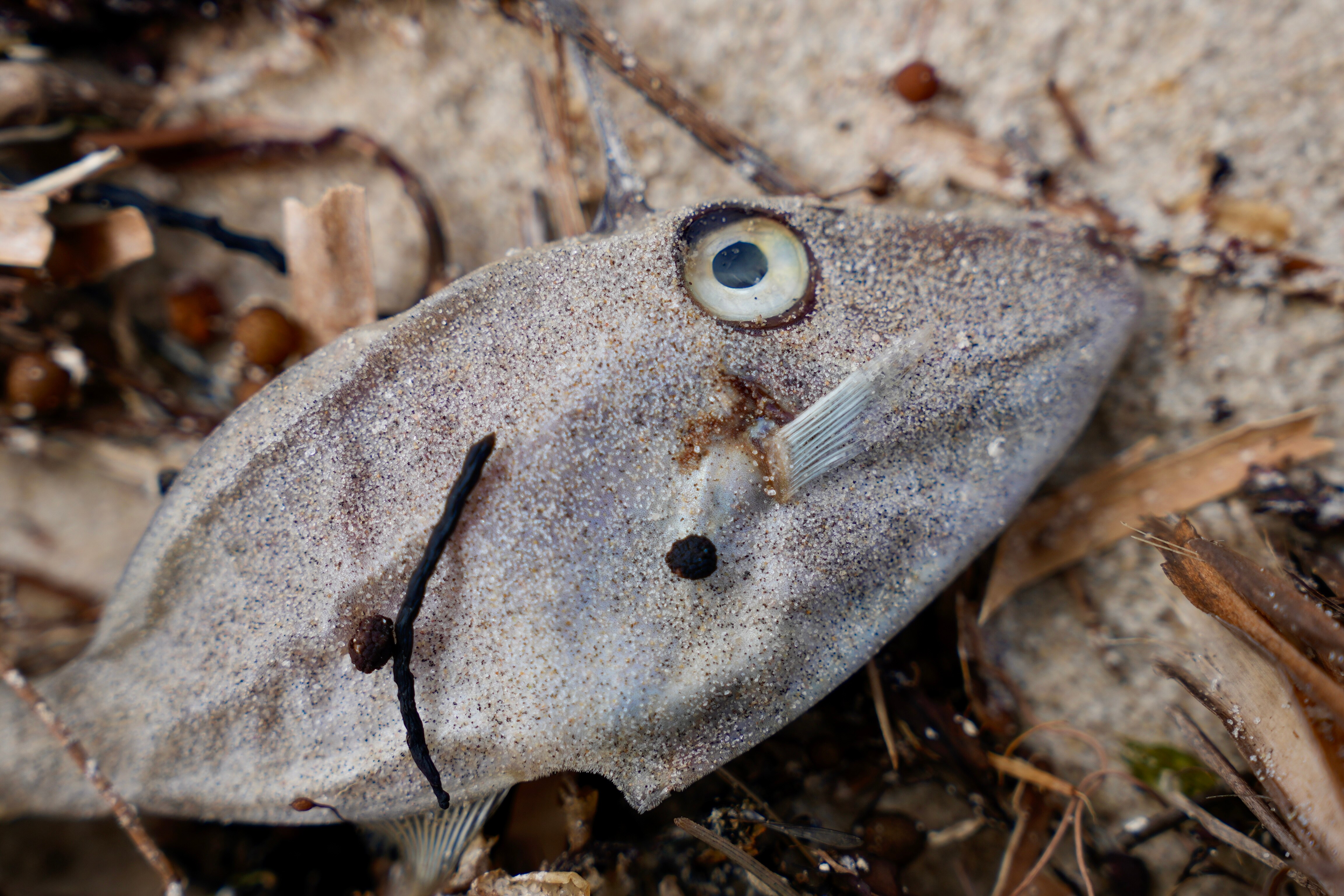 Un pez muerto tumbado de lado sobre algas y arena