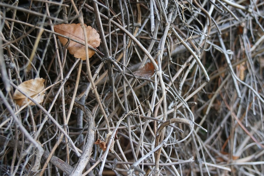 A tangle of twigs from a plant that may be dry and dormant in the colder months, but not necessarily dead.