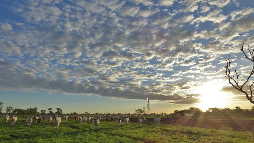 cattle on green grass, cloudy sky and a sunrise to the right.