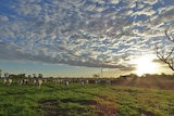 cattle on green grass, cloudy sky and a sunrise to the right.