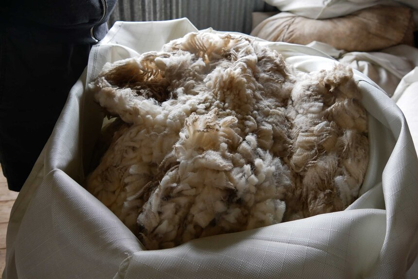 Greasy crossbred wool in a bag.