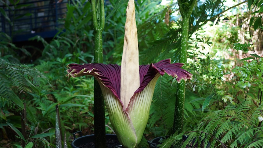 A large and unique looking purple and green flower