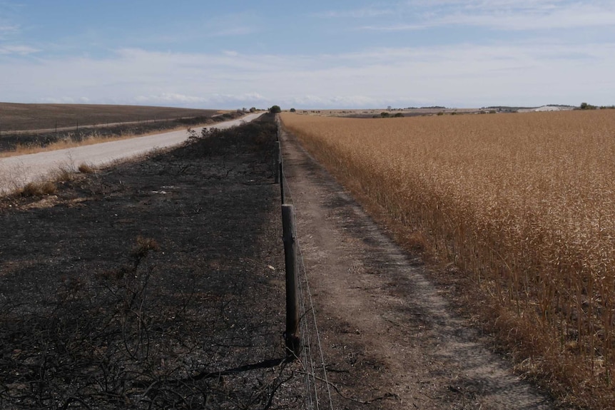 Fire burnt out paddock next to a un untouched grain crop