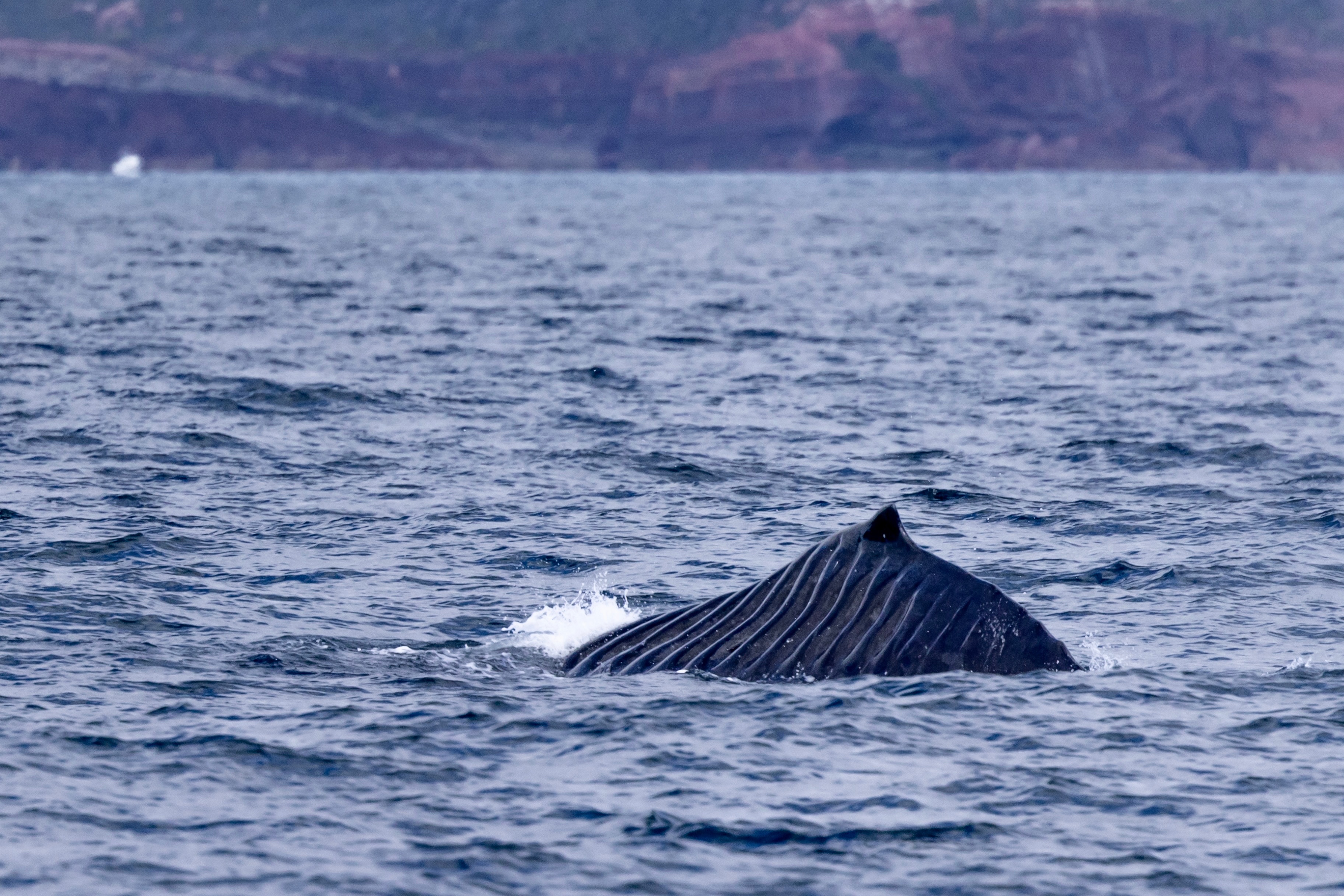 Rare whale Bladerunner sighting off NSW far south coast ABC News