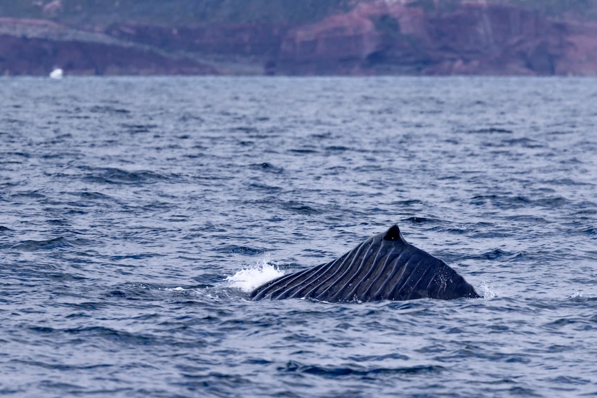 A whale with grooves on its body.