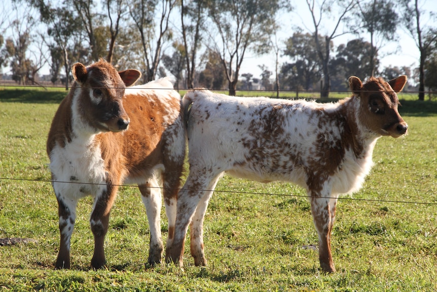 Two brown and whtie speckled calves 