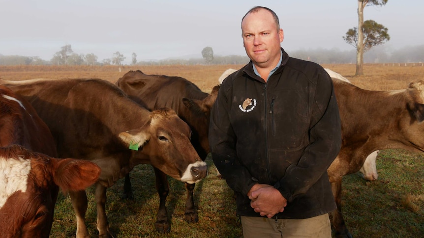 A man stands in a paddock surrounded by dairy cattle.