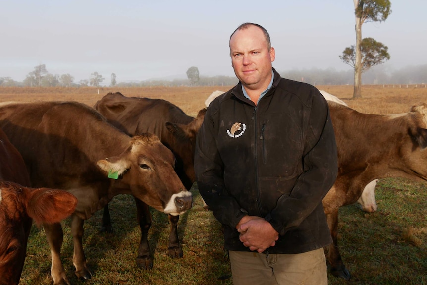 A man stands in a paddock surrounded by dairy cattle.