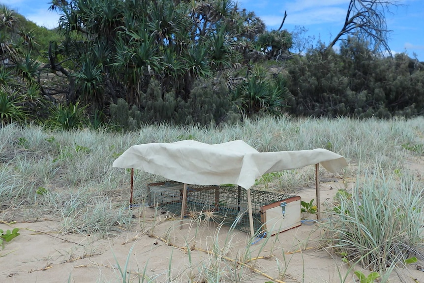 A goanna trap