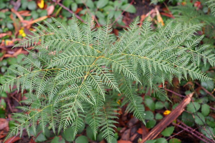 A close up image of a fern.