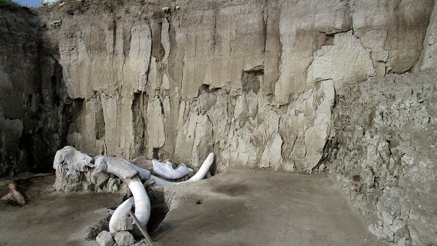 A mammoth trap with a mammoth skeleton inside.