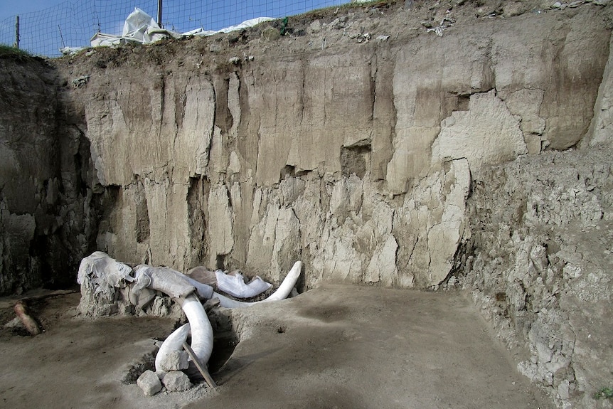 A mammoth trap with a mammoth skeleton inside.