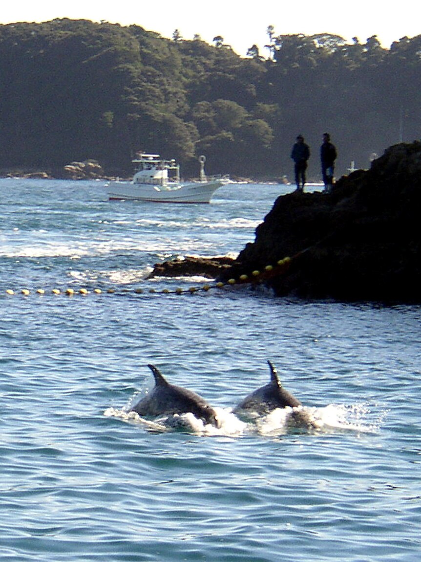 A snapshot of dolphin numbers in Port Stephens has found the animals are thriving in the area.