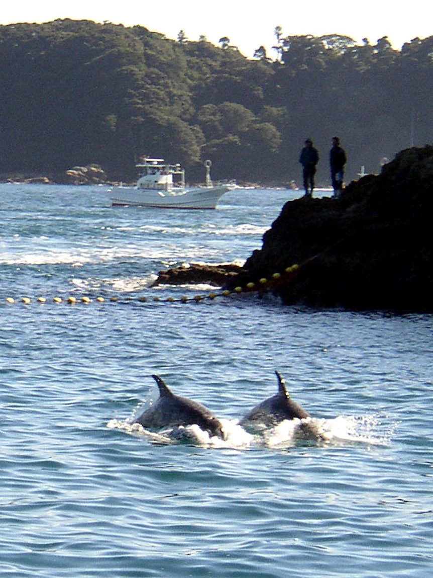 Dolphins are herded by fishing boats in Japan