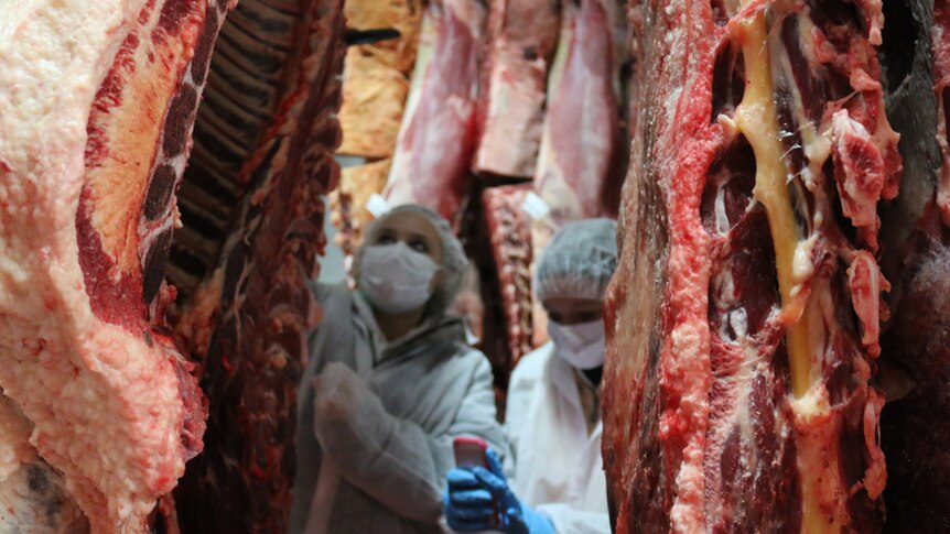 A processor worker stands between hanging beef carcases.