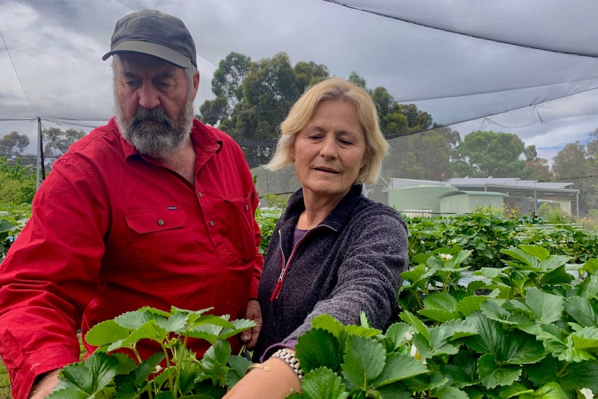 A mand and a woman are standing in a strawberry crop picking berries