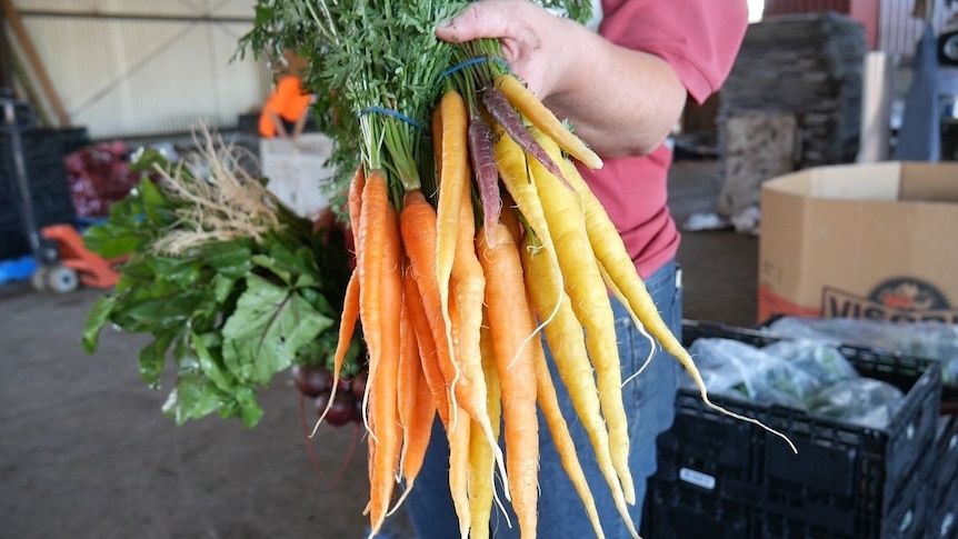 A person holds up a bunch of carrots grown at Theresa Scholl's vegetable farm at Boonah.