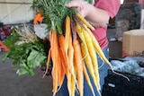 A person holds up a bunch of carrots grown at Theresa Scholl's vegetable farm at Boonah.