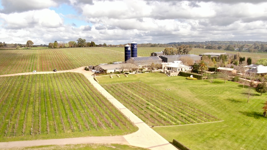 A wide angle image of green vineyards with buildings to the right