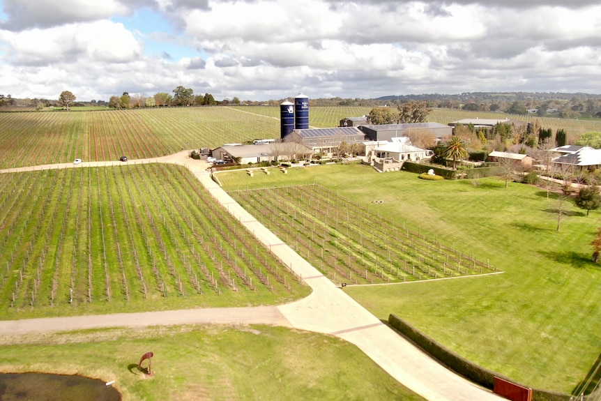 A wide angle image of green vineyards with buildings to the right