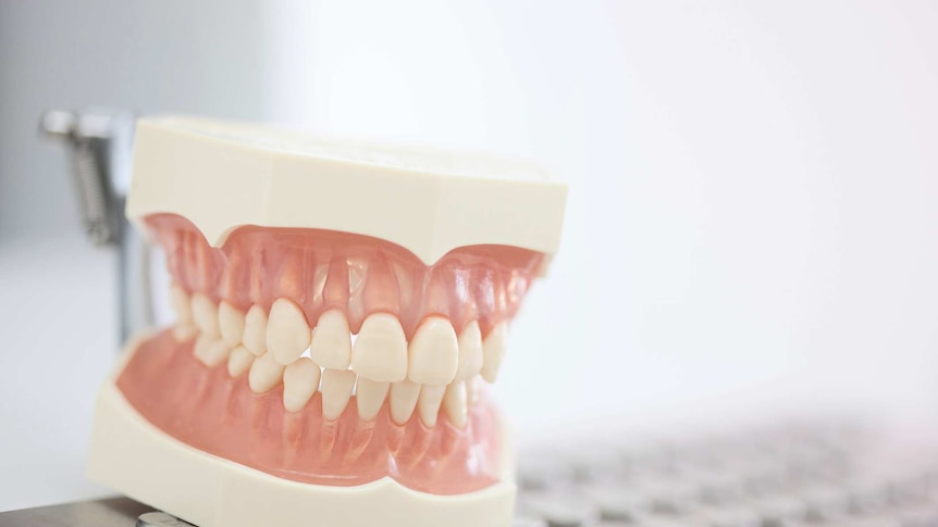 A model set of teeth