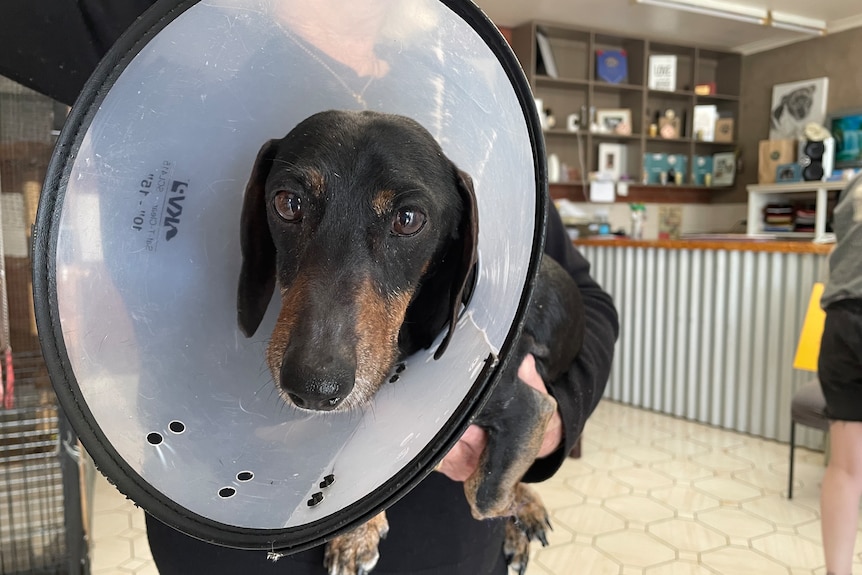  A brown dachshund wearing a medical cone. 