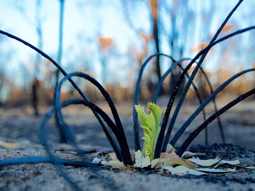 A zamia palm about 60cm high resprouting amid burned out bush