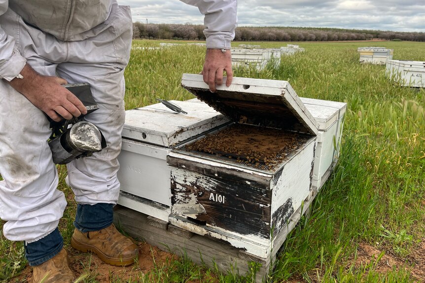 A man lifting the lid on a beehive.