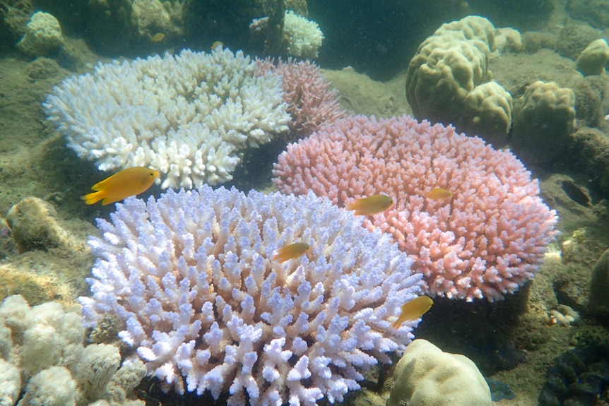 The different colour morphs of Acropora millepora during bleaching