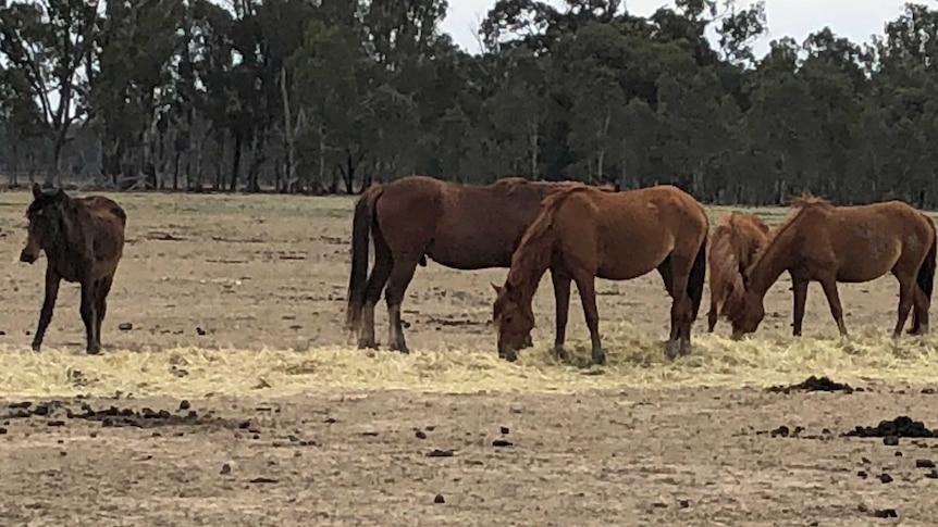 Brumbies eating hay on private property on the outskirts of the Barmah National Park