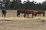 Brumbies eating hay on private property on the outskirts of the Barmah National Park