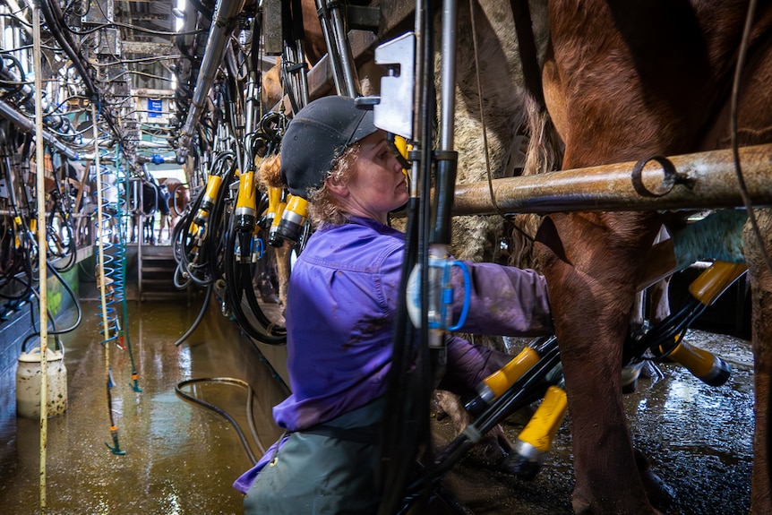 woman in purple work shirt putting milking equipment on cow udder in dairy
