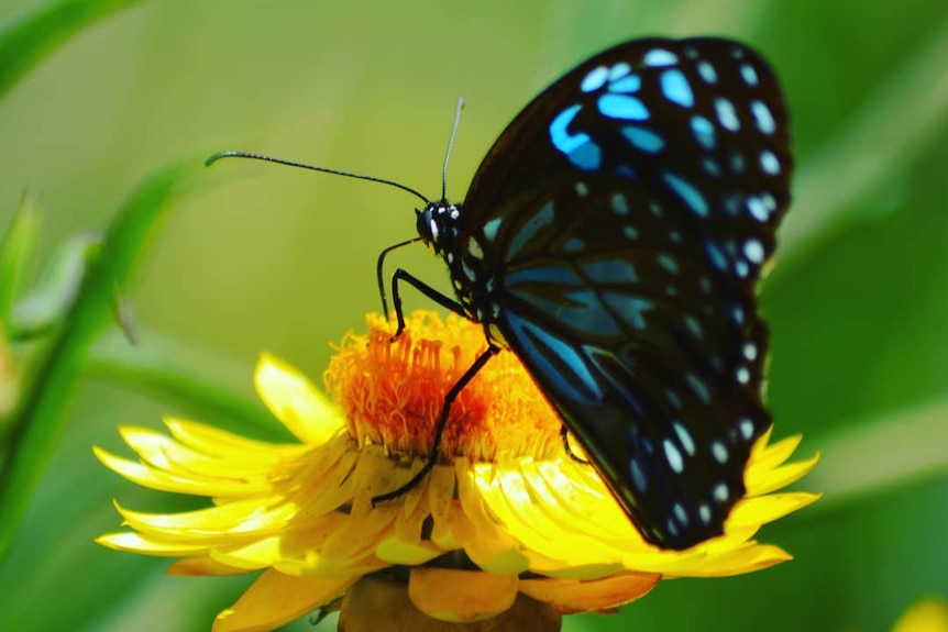 a blue and black butterfly on a bright yellow flower