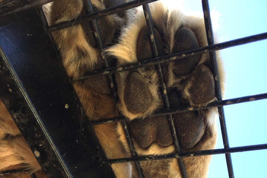 A lion's paw rests against a cage.